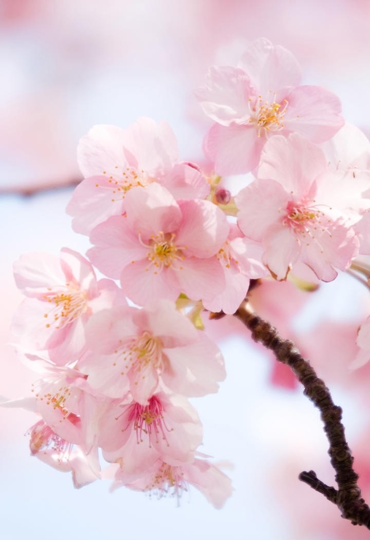 漂亮的樱花图片高清