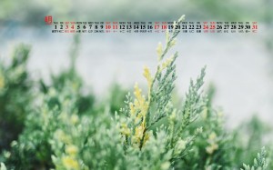 2019年8月护眼小清新花草植物桌面日历壁纸
