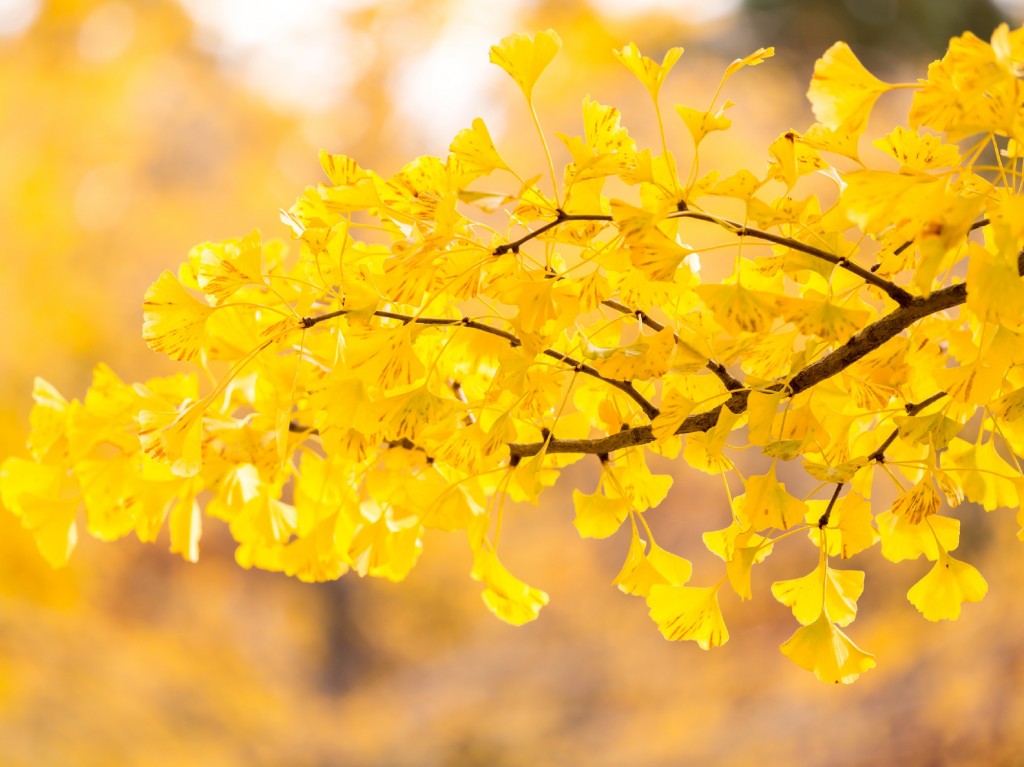 秋天黄色树叶风景平板壁纸