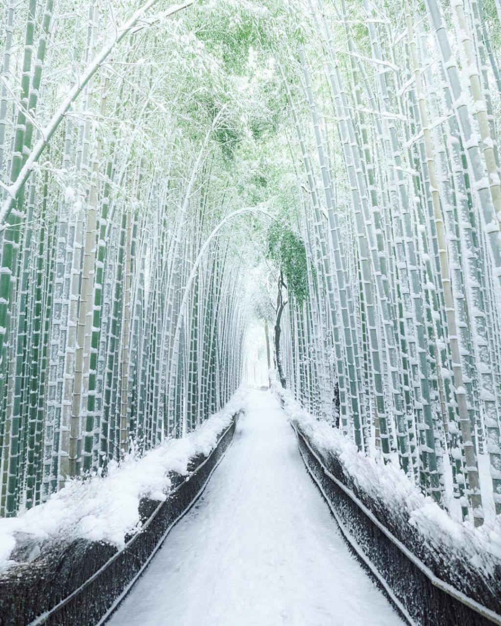 日本京都岚山的天然竹林