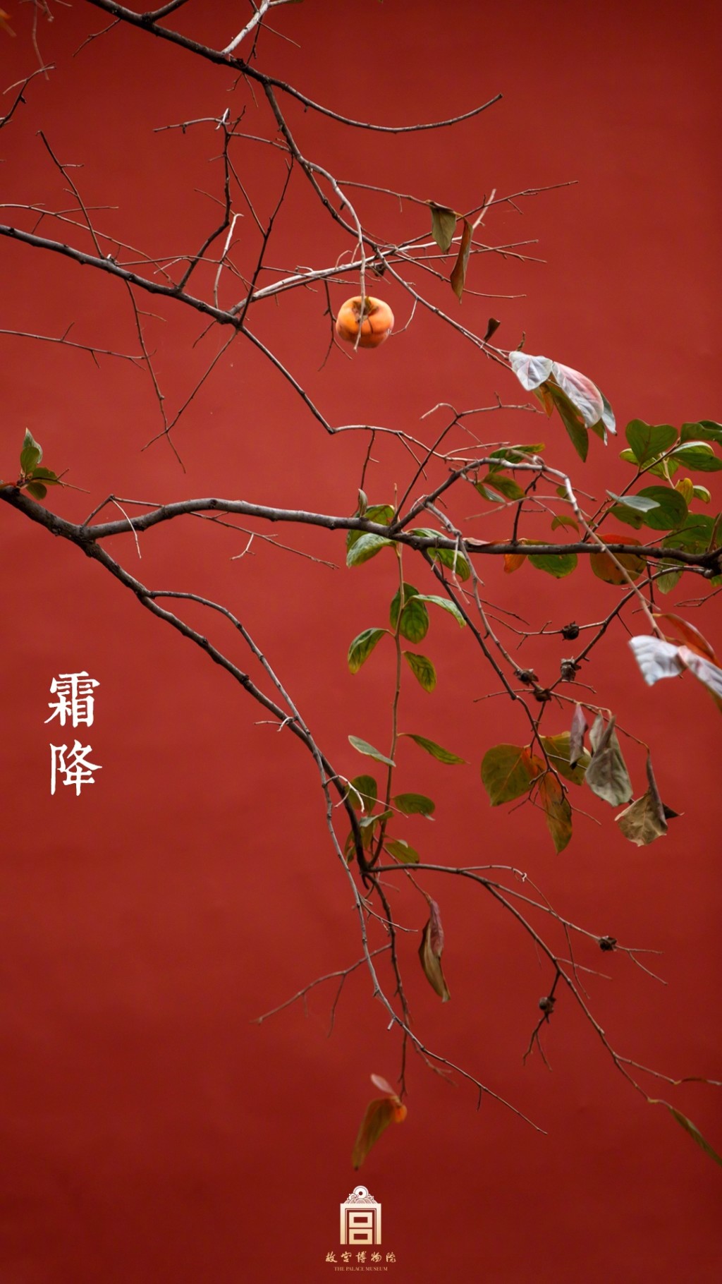 霜降时故宫博物院的红墙霜柿