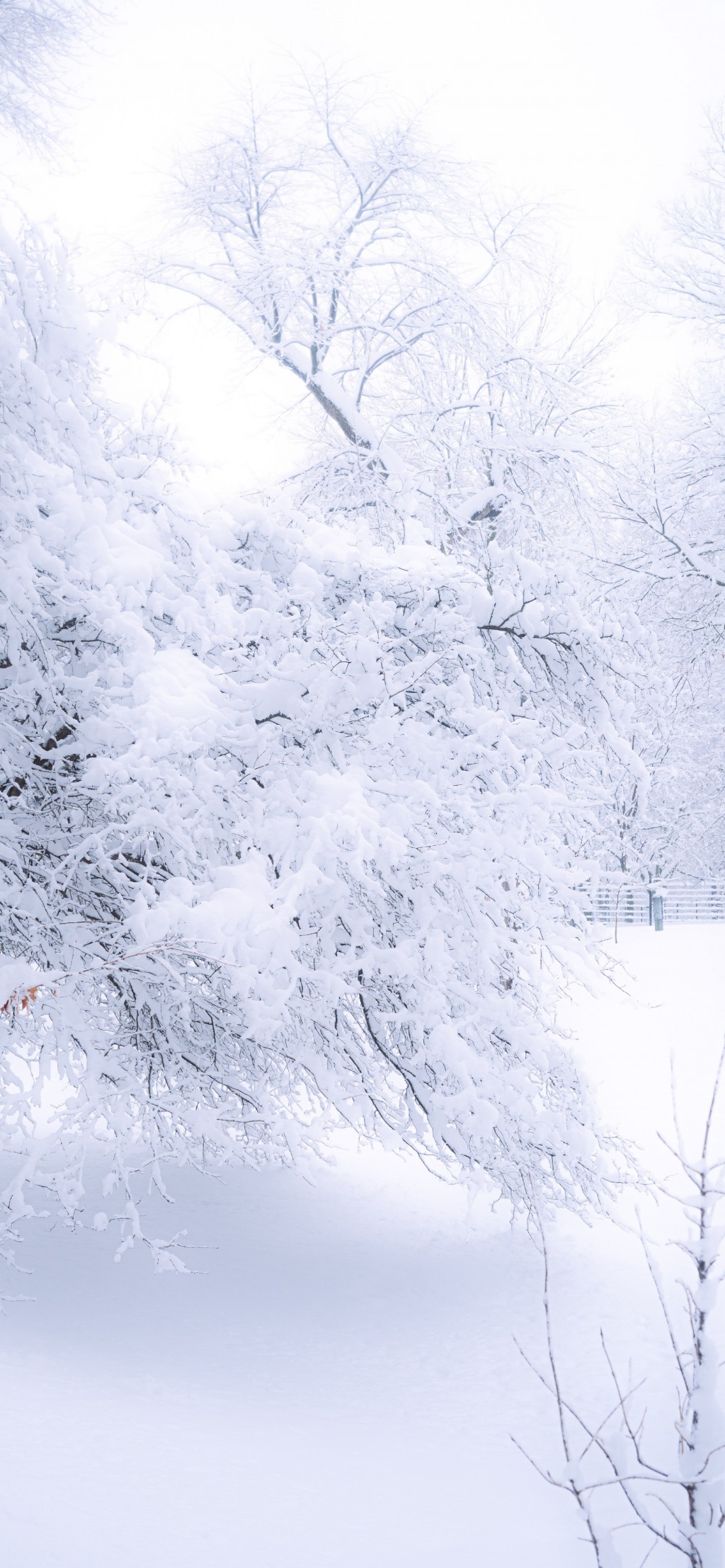 冬日唯美雪景手机壁纸
