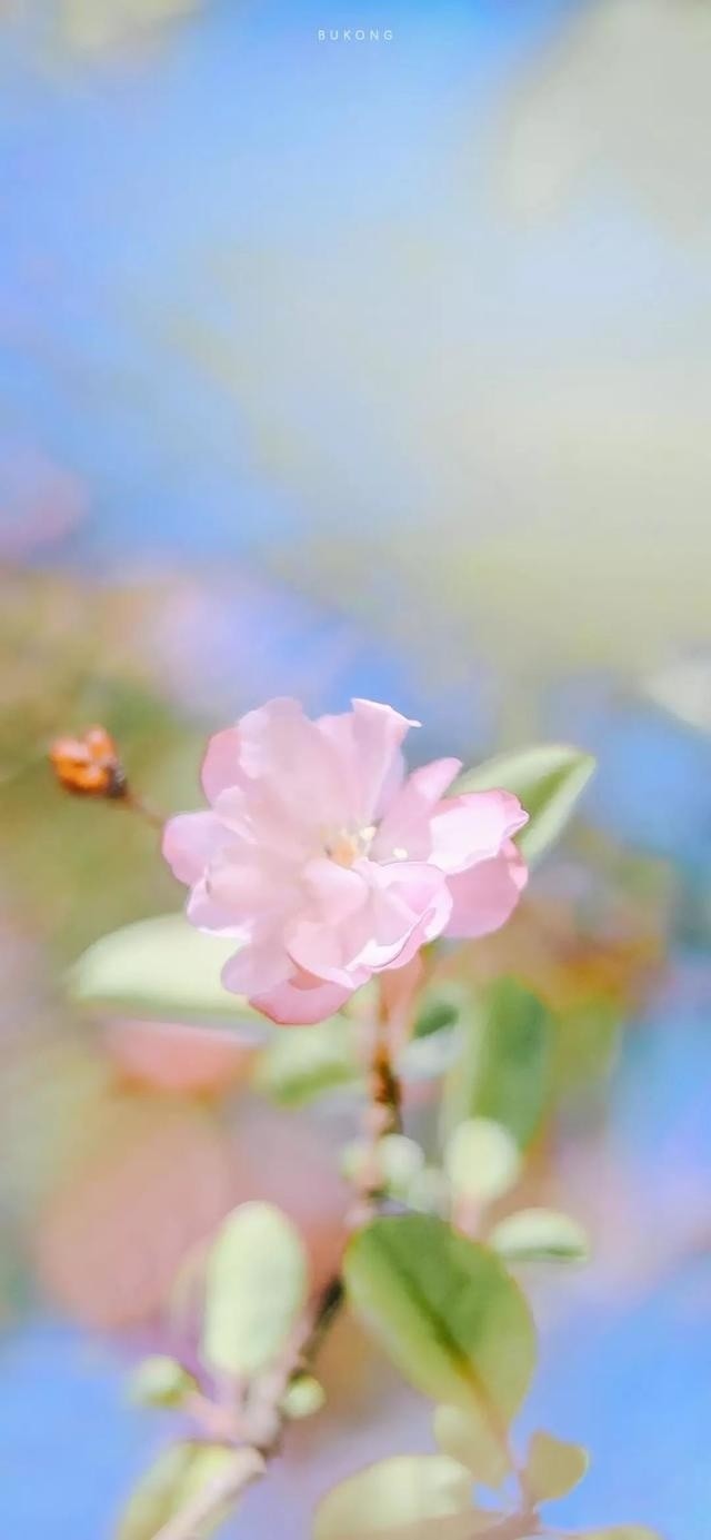 春天粉色唯美樱花手机壁纸
