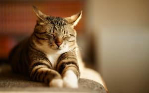 眯着眼睛酣睡的可爱小猫喵星人高清，桌面壁纸