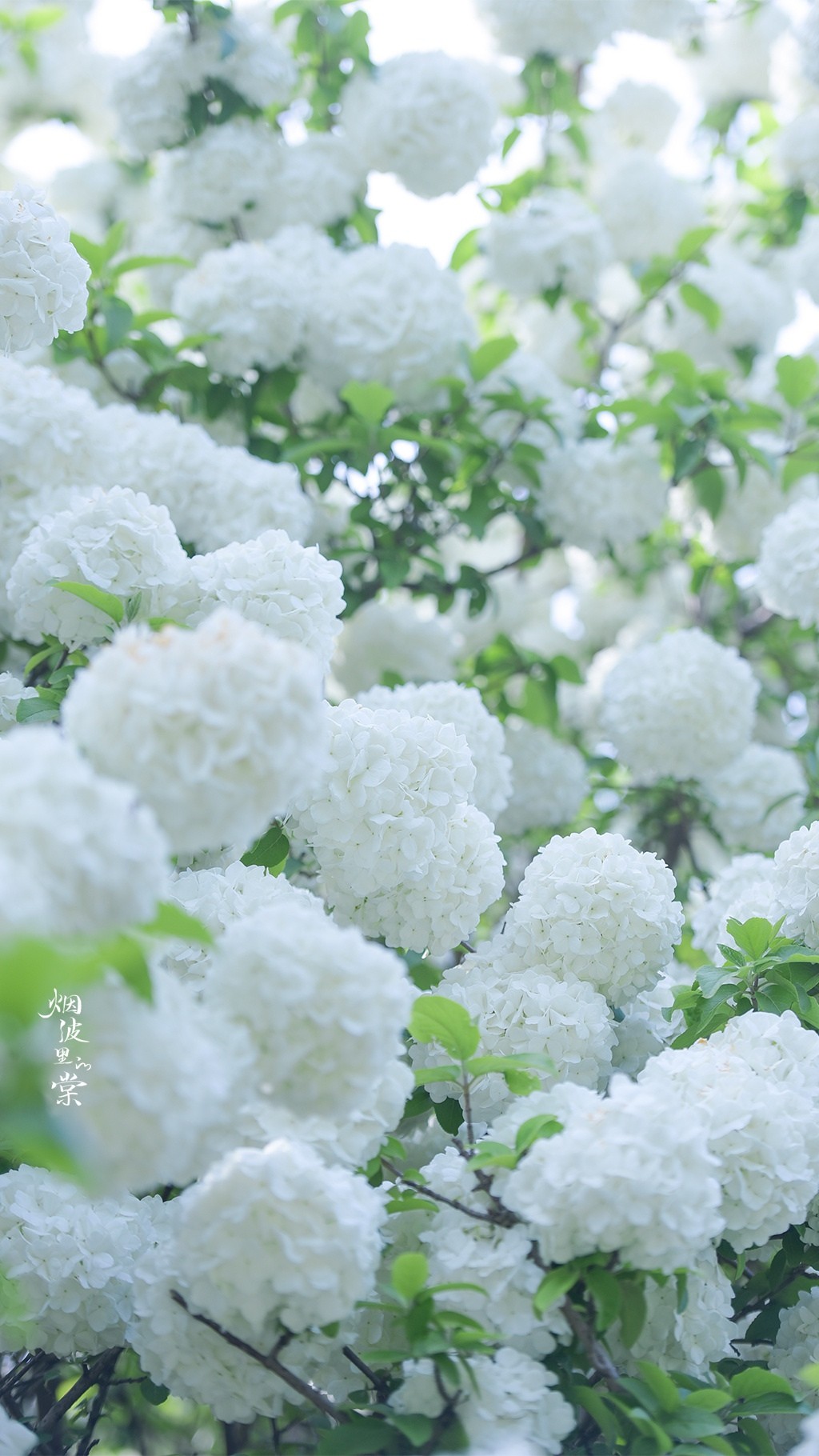 白色木绣球花唯美背景手机壁纸