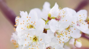 小清新洁白的樱花世界