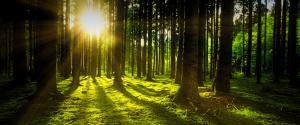 绿色森林 树林 太阳 光线 苔藓 风景壁纸
