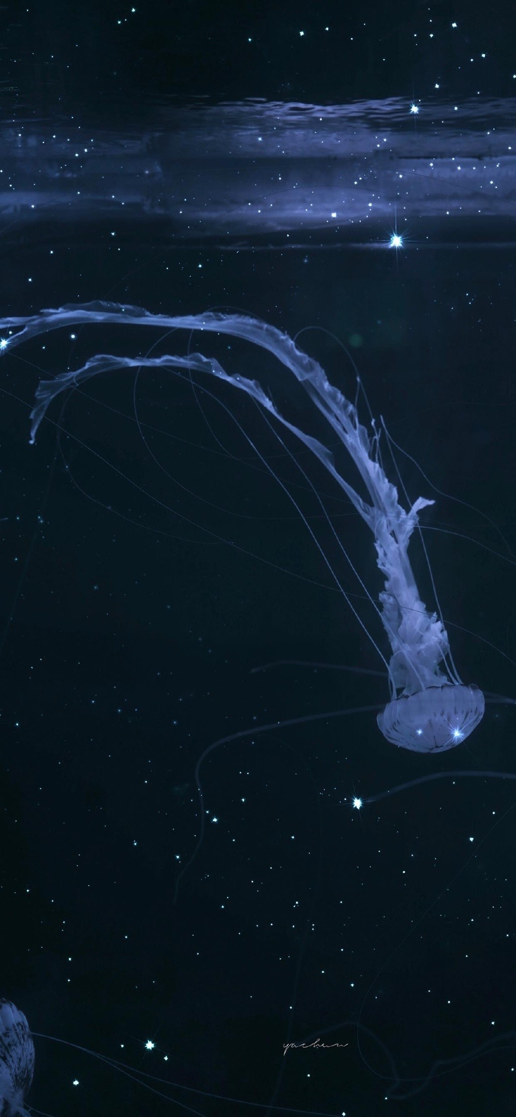 海洋生物清新摄影高清手机壁纸