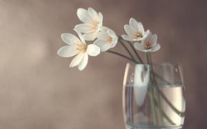 简易室内花朵精美装饰唯美桌面壁纸
