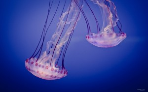 海洋世界水母唯美壁纸图片