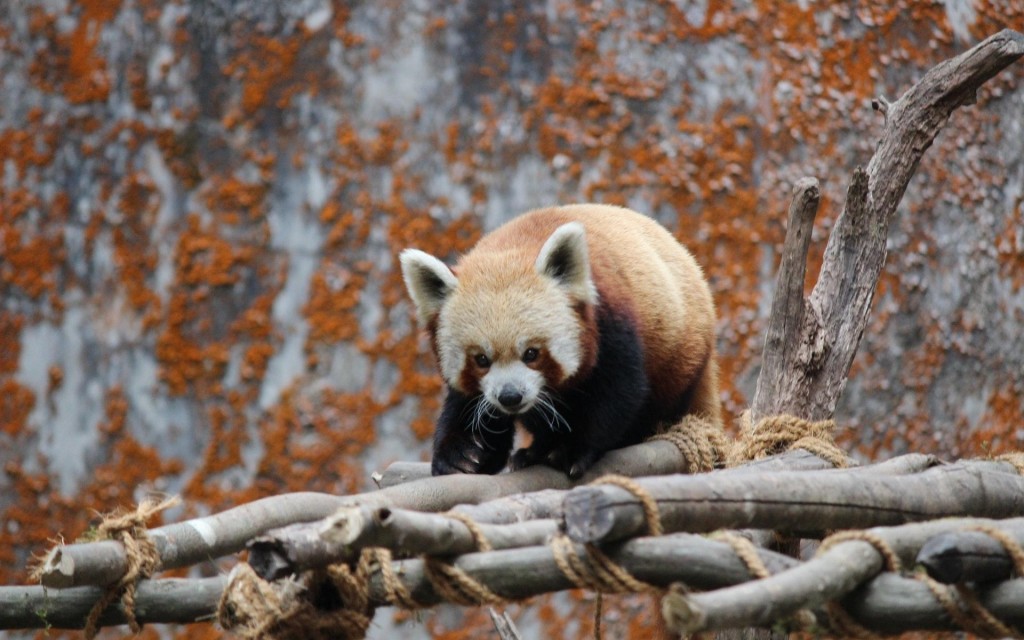 超级软萌可爱的红熊猫