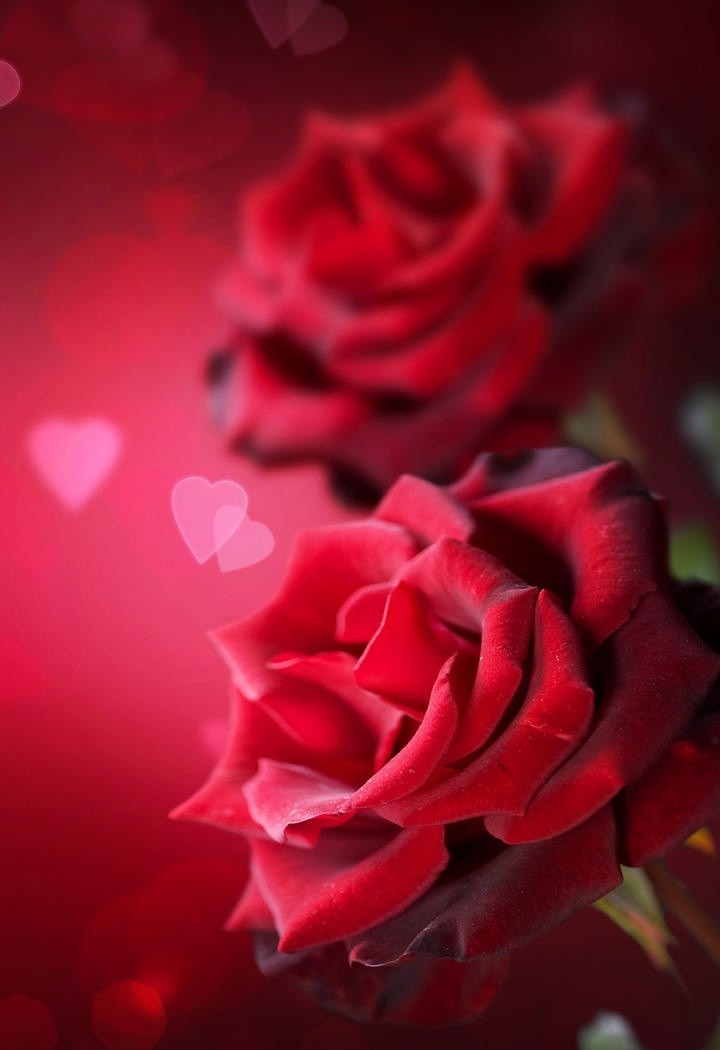洒满水珠红似火的玫瑰花图片