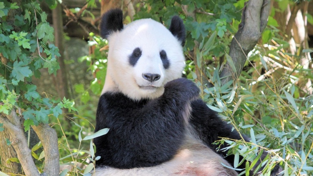 可爱萌态的大熊猫