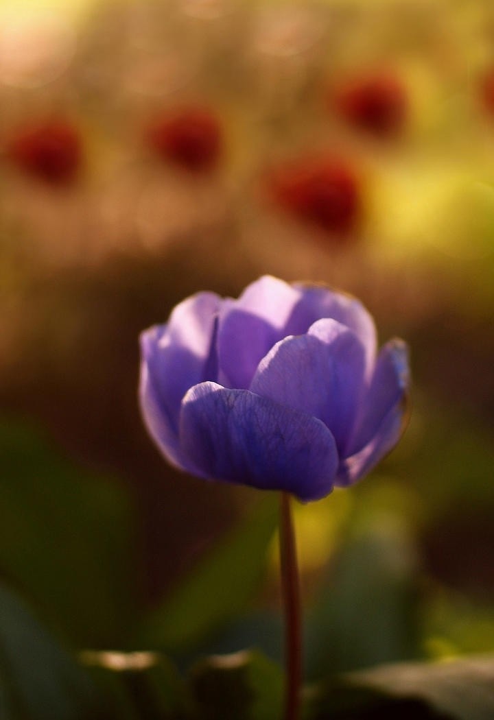 灿烂的紫色唯美鲜花图片