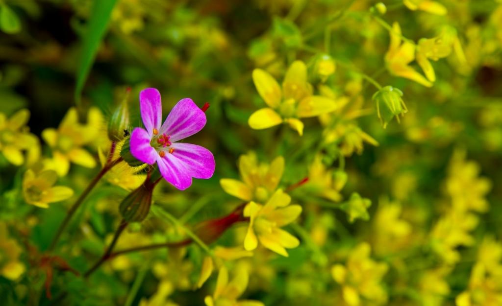 粉色的和黄色的鲜花 土耳其风景图片