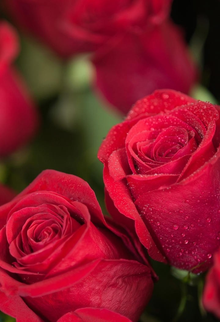 红玫瑰花图片高清