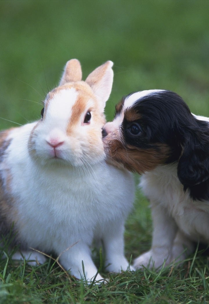亲着兔子的小狗图片