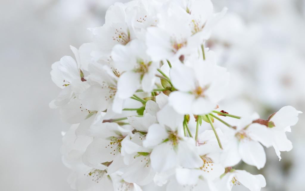 灿烂盛开的白樱花唯美高清桌面壁纸