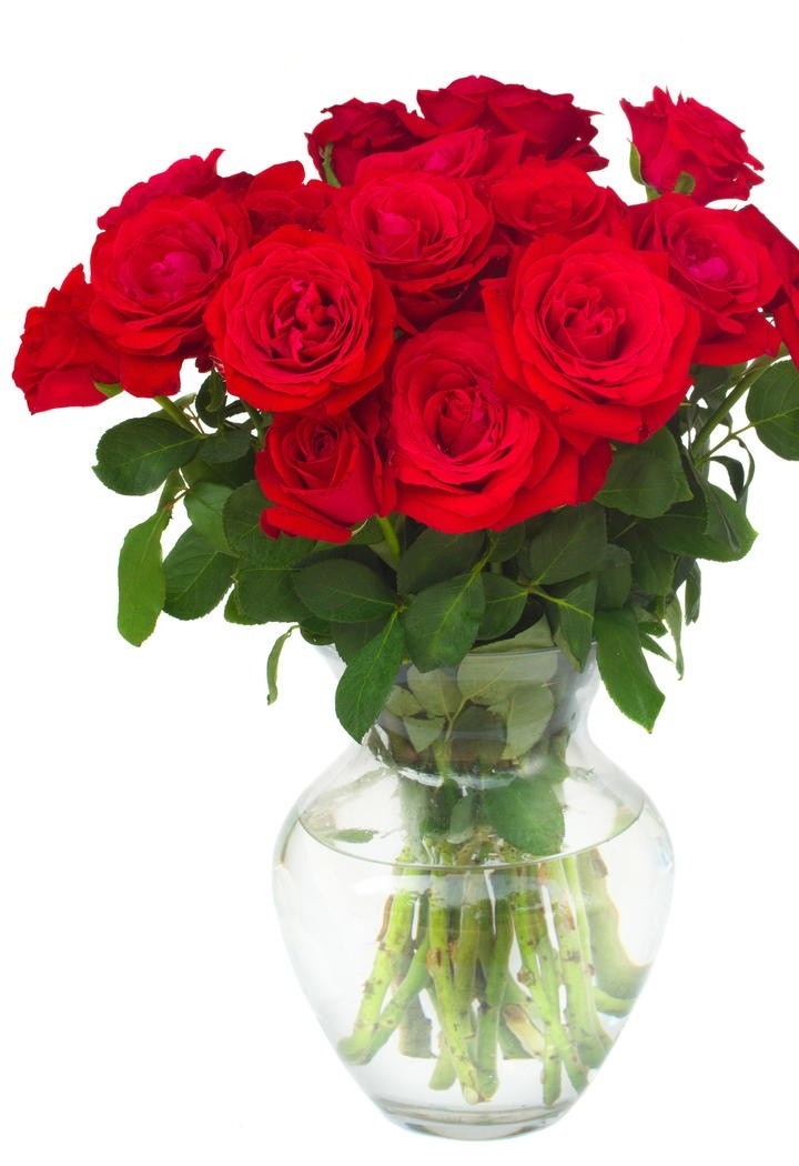 玻璃花瓶里的鲜红玫瑰花图片