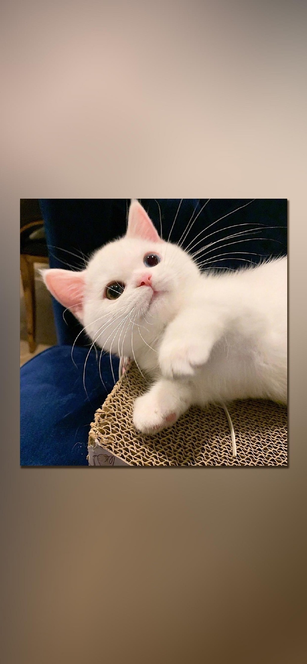 超萌可爱猫咪摄影高清手机壁纸