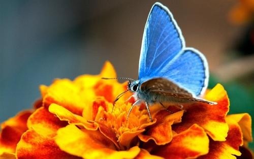 蝴蝶多彩高清桌面壁纸