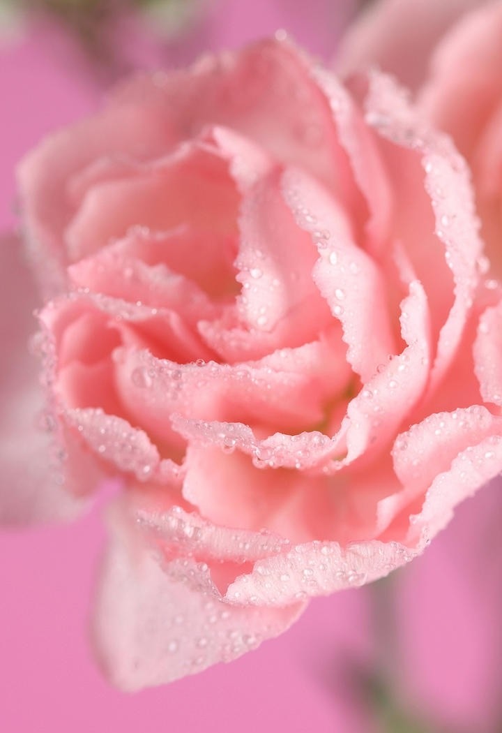 温馨美丽的粉色康乃馨鲜花图片
