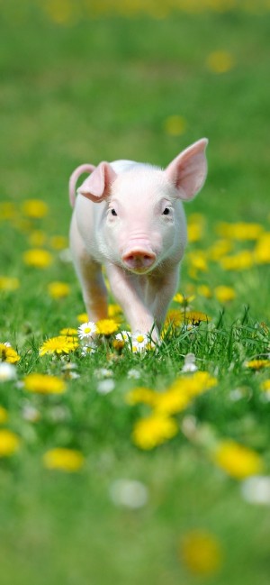 草地上散步的小猪