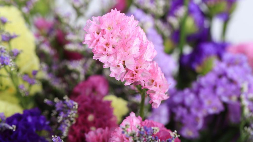 紫色干花花束图片