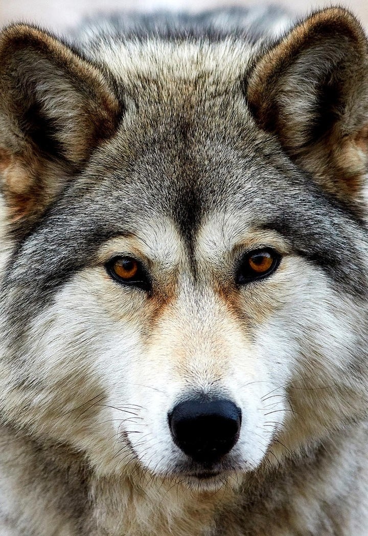 龇牙咧嘴的野生狼动物图片