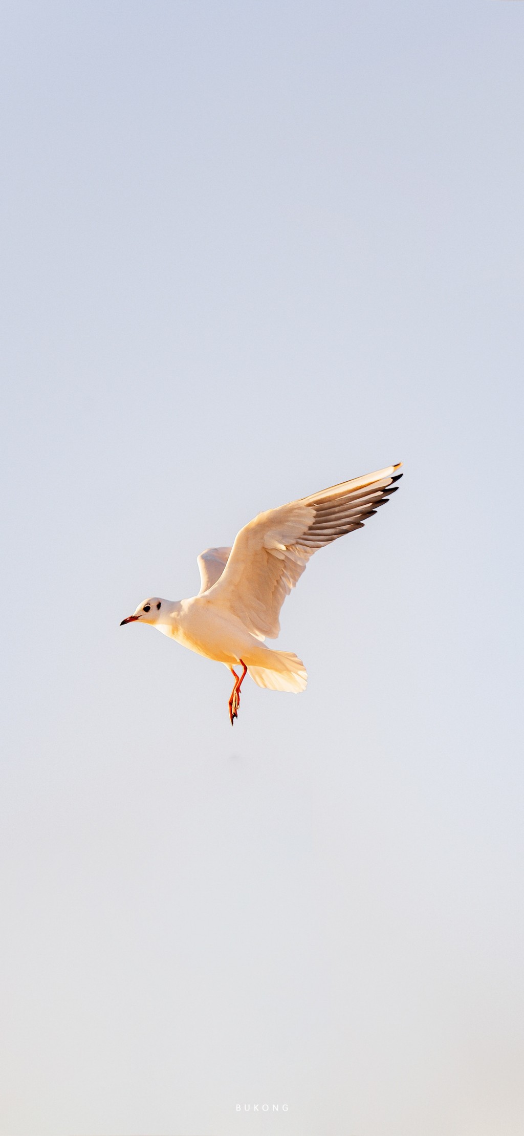 海鸥自由飞翔金色早安风景手机壁纸