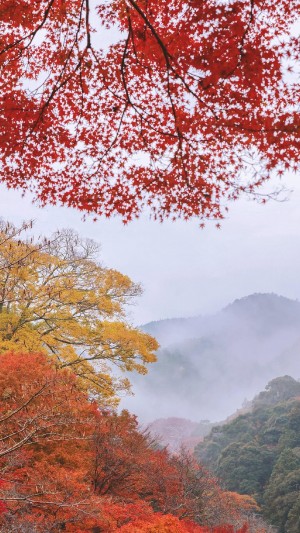 日本京都枫叶季唯美风景摄影