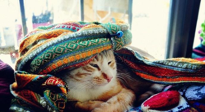 土耳其的可爱猫咪懒散闲暇时光风景图片