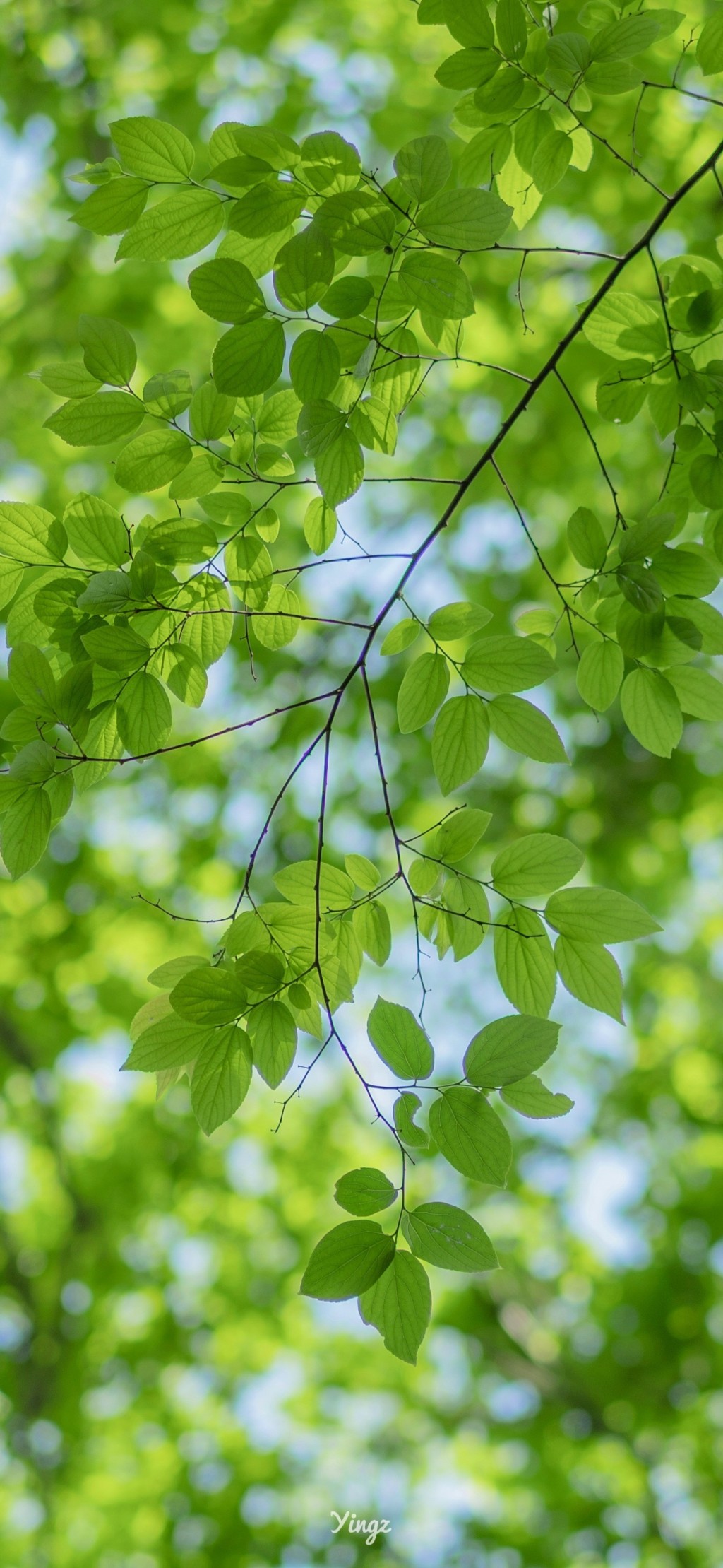 清新绿色树叶风景手机壁纸