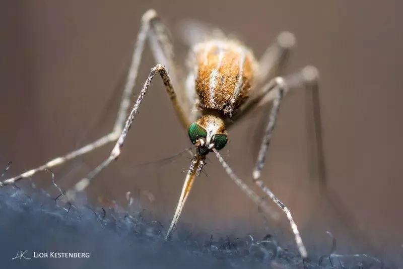 自然摄影师探索微小世界拍摄蚊虫高清吸血全过程