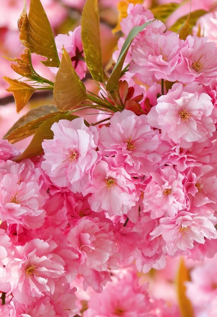 粉嫩优雅的樱花手机壁纸图片