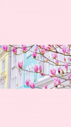 粉色樱花唯美手机壁纸