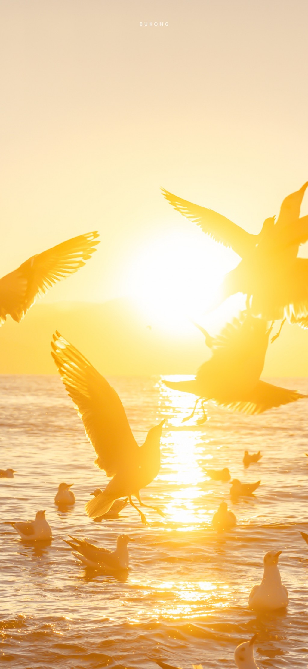 海鸥自由飞翔金色早安风景手机壁纸