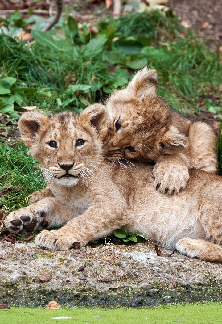 宠溺的狮子妈妈和狮子宝宝图片