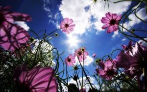 蓝天白云一缕阳光温暖照耀花朵盛开唯美壁纸