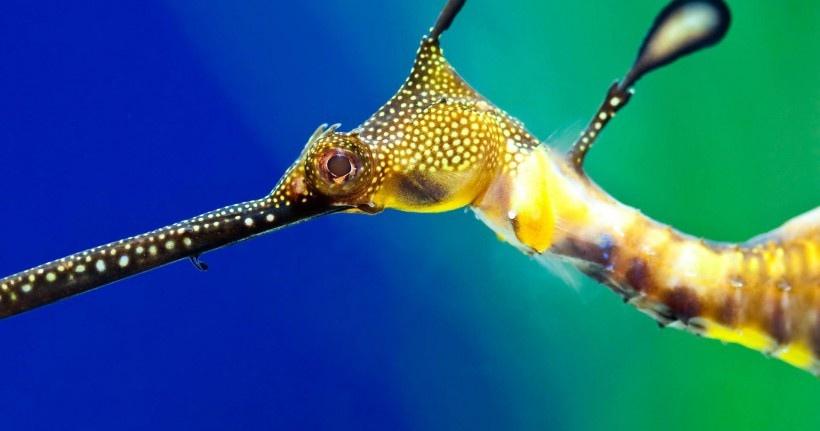 海底世界五彩斑斓的海洋生物