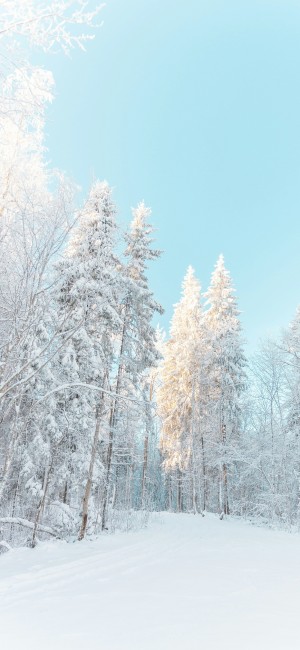 冬天雪景手机壁纸