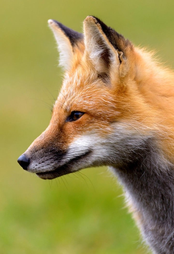 高清野生动物狐狸手机壁纸图片