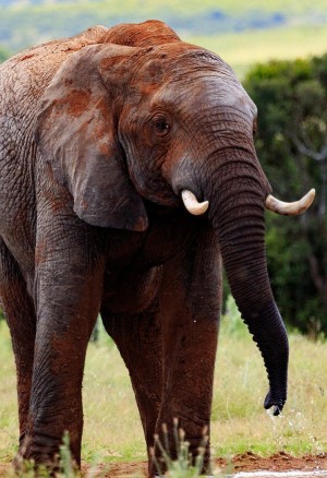 野生大象动物高清图片集
