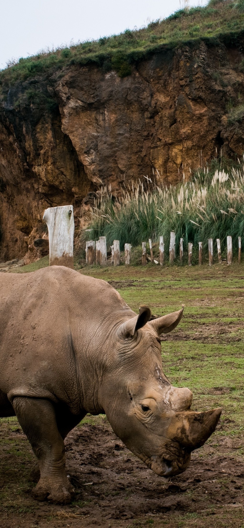 犀牛和谐自然手机壁纸