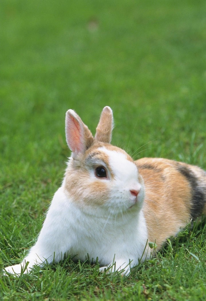 灰兔子与白兔子图片