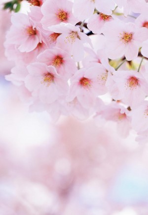 高清樱花花朵手机壁纸