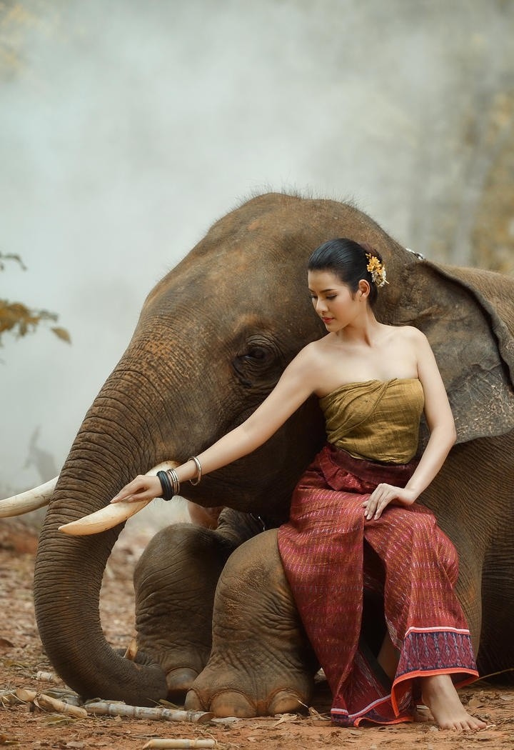 泰国大象摄影图片