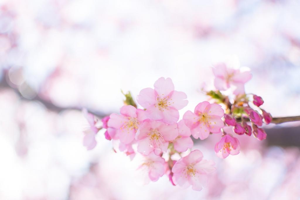 粉色烂漫的樱花图片