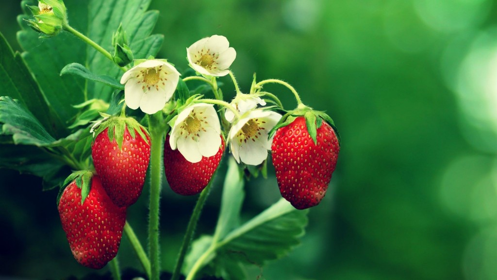 清新草莓水果壁纸图片