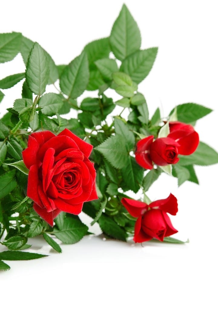 烂漫绚丽的一束红玫瑰花图片